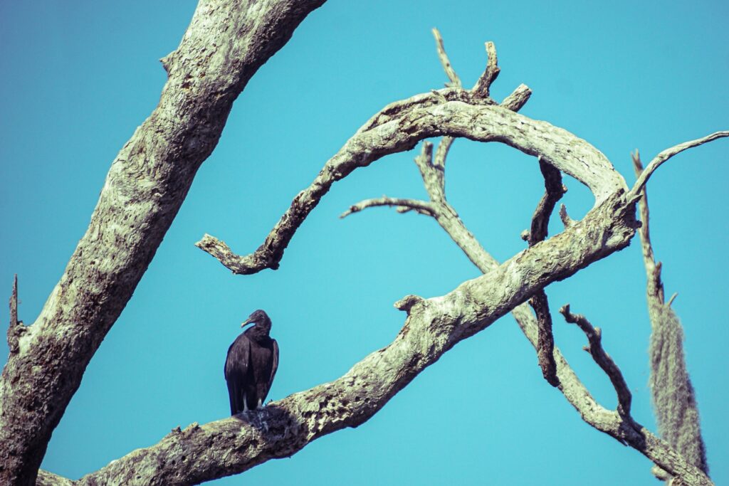 A vulture sits on barren, intertwining branches against a blue sky.