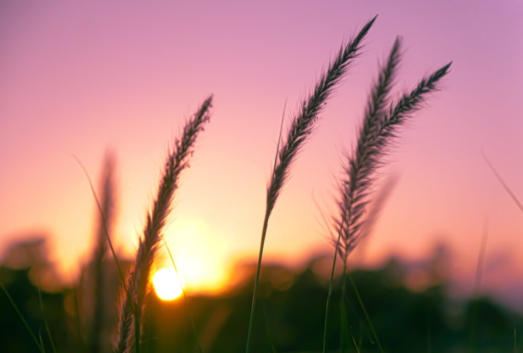 A pink sunset silhouettes thin grass.