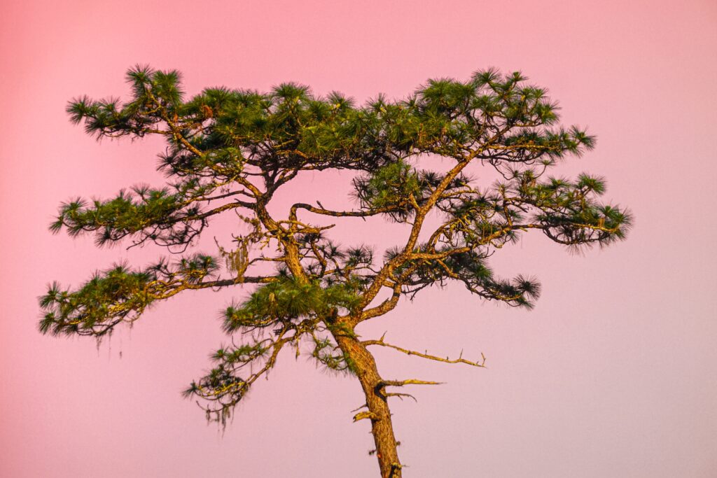 A tree stands against a pink sky.