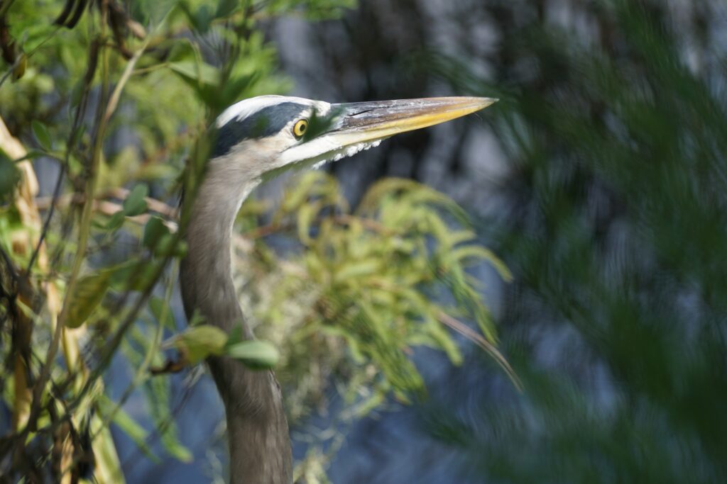 A great blue heron peeks out from foliage by the waterside.