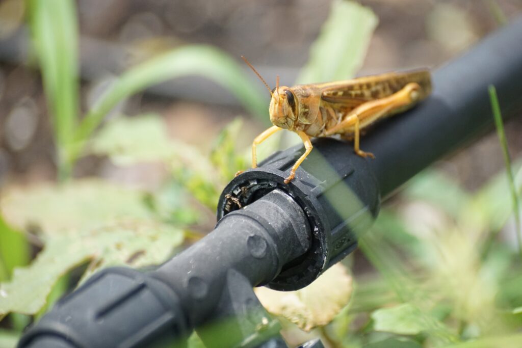 A light tan grasshopper sits on a black sprinkler connection in a garden.